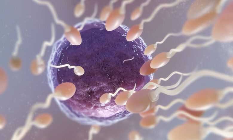 Imágenes de espermatozoides bajo un microscopio
