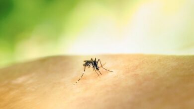 Mosquitos picando a una persona