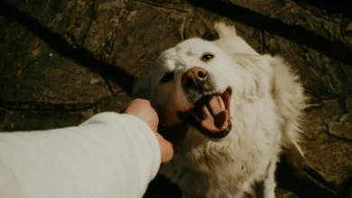 Perro sonriente en un parque