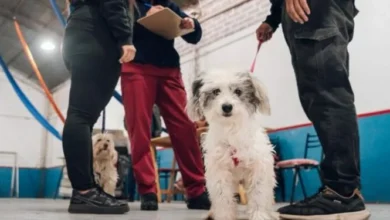 Mascotas siendo vacunadas contra la rabia