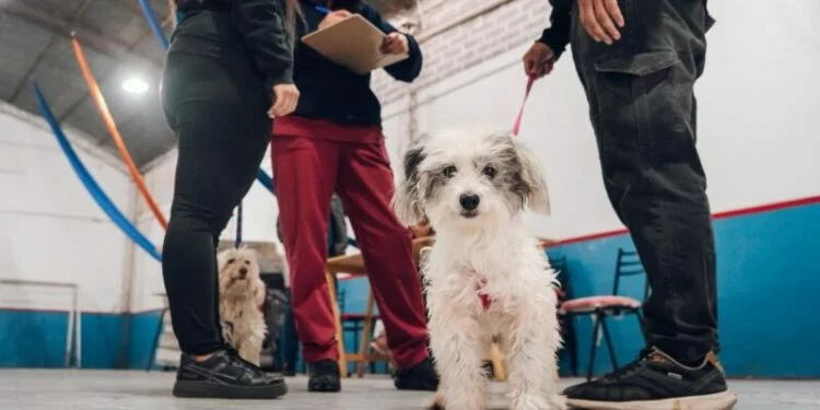 Mascotas siendo vacunadas contra la rabia