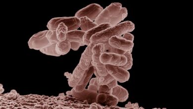 Ilustración de bacteriófagos atacando bacterias
