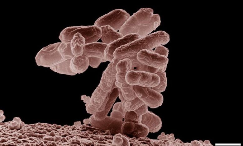 Ilustración de bacteriófagos atacando bacterias