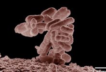 Imágenes de virus y bacterias