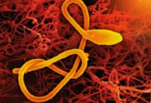 Imagen representativa del virus ébola Bundibugyo en África