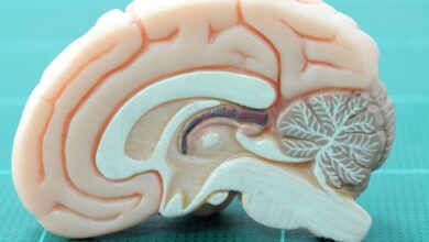 Imagen de resonancia magnética que muestra el hipocampo y áreas de recompensa cerebral