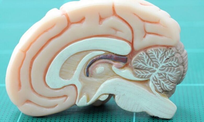 Imagen de resonancia magnética que muestra el hipocampo y áreas de recompensa cerebral