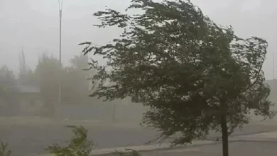 Imagen de un árbol inclinado por el viento en una calle de Córdoba