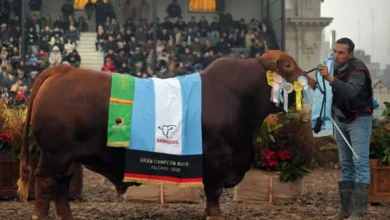 Cabañas cordobesas reciben reconocimientos en la Exposición Rural de Palermo