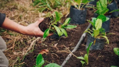 Plantas de huerta y residuos orgánicos en el programa Huertas Inclusivas de Córdoba