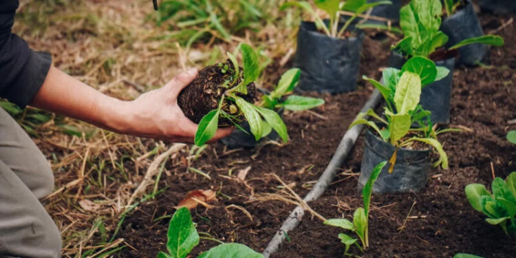 Plantas de huerta y residuos orgánicos en el programa Huertas Inclusivas de Córdoba