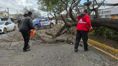 Imagen de una tormenta en Córdoba con árboles caídos y cables sueltos