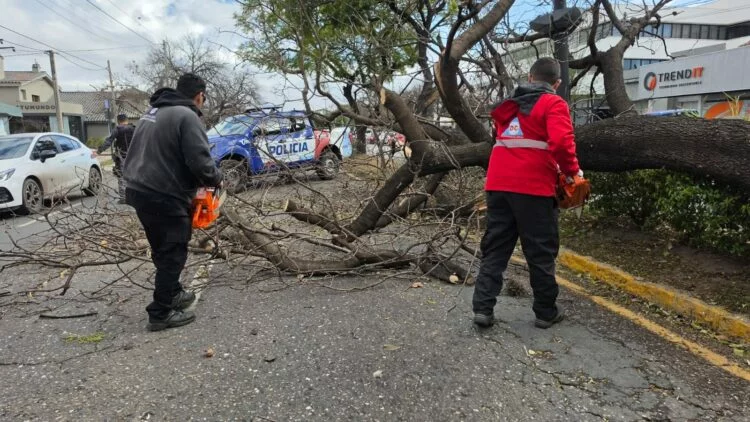 Imagen de una tormenta en Córdoba con árboles caídos y cables sueltos
