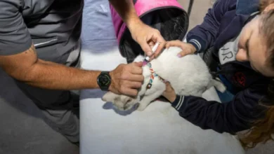 Mascotas siendo vacunadas contra la rabia