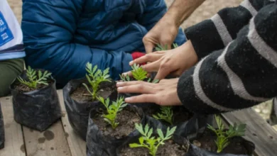 Huerta Modelo en Bella Vista con voluntarios entregando plantines florales