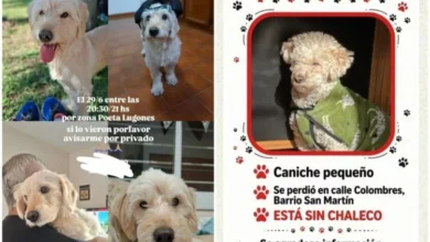 Candela Urban Ricciardi, rescatista de animales en Córdoba, alerta sobre estafas con mascotas perdidas