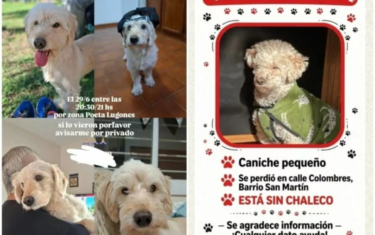 Candela Urban Ricciardi, rescatista de animales en Córdoba, alerta sobre estafas con mascotas perdidas