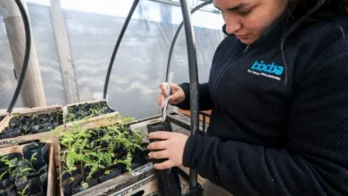 Plántulas de especies nativas en el invernadero del programa Gen Nativo, Parque de la Biodiversidad, Córdoba