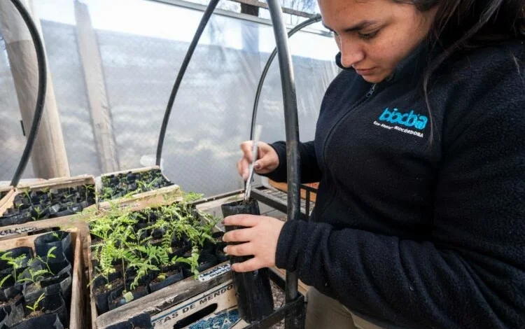 Plántulas de especies nativas en el invernadero del programa Gen Nativo, Parque de la Biodiversidad, Córdoba