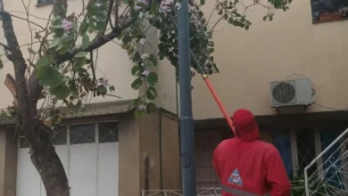 Árbol caído tras la lluvia intensa en el barrio Sargento Cabral, Córdoba