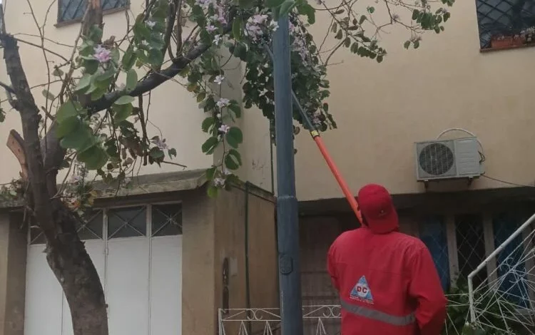 Árbol caído tras la lluvia intensa en el barrio Sargento Cabral, Córdoba