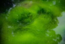 Micrografía de la alga verde Chlamydomonas reinhardtii, fuente del descubrimiento de la optogenética