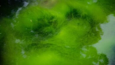 Microalga Chlamydomonas reinhardtii bajo microscopio, fuente de la optogenética