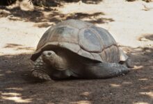 Tortuga gigante Aldabra Jonathan, 194 años, en su hábitat