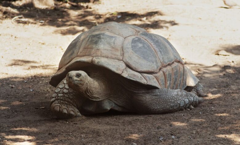 Tortuga gigante Aldabra Jonathan, 194 años, en su hábitat