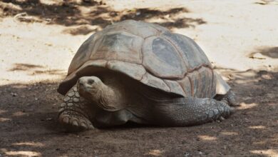 Tortuga gigante Jonathan, 194 años, en su hábitat natural