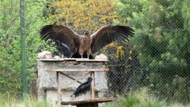 Cóndor andino juvenil preparado para su liberación en la Reserva Tatú Carreta, Córdoba