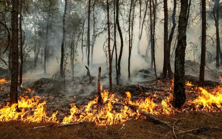Mapa que muestra los niveles de riesgo de incendio forestal en distintas áreas de la provincia de Córdoba